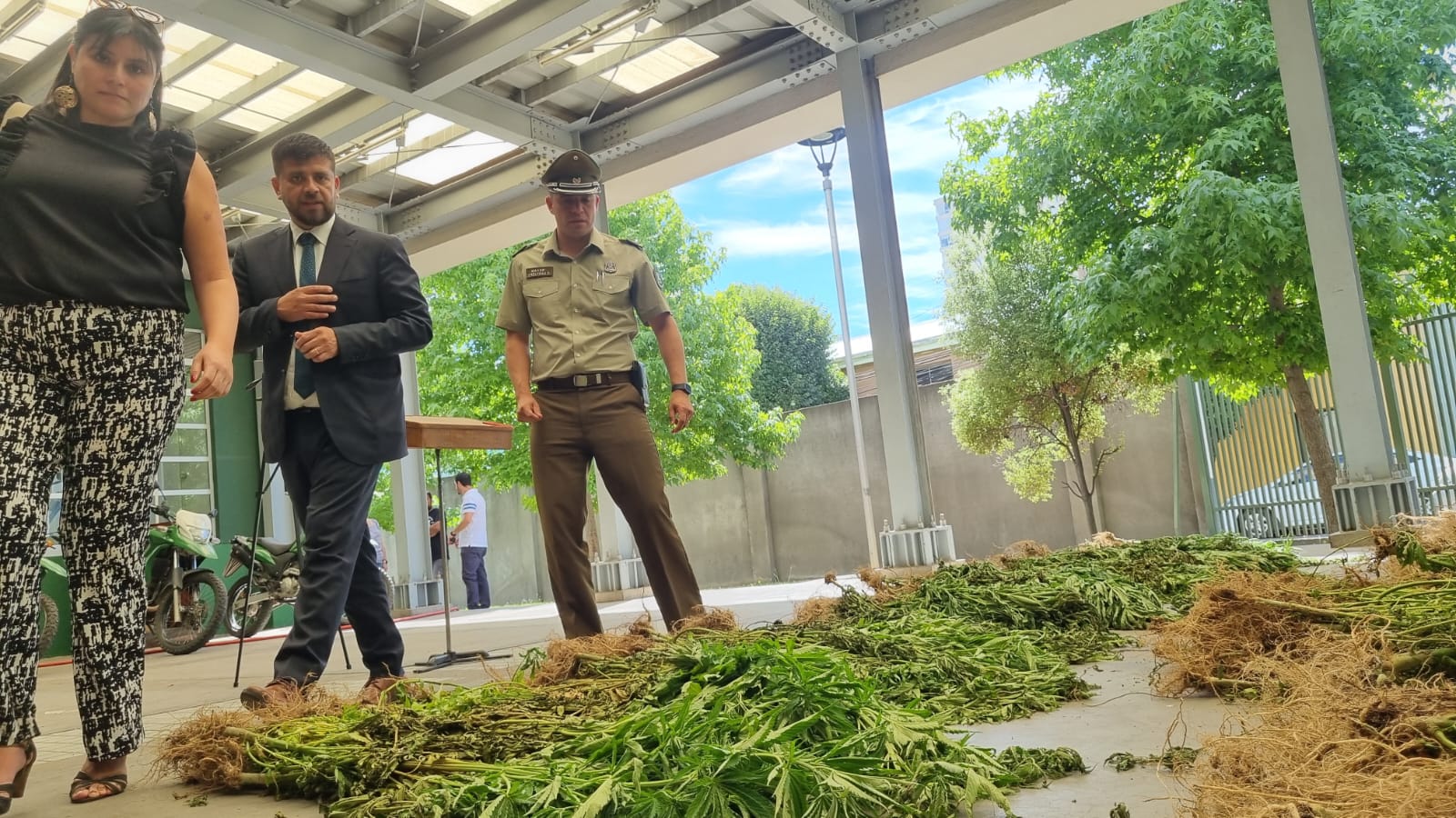 Carabineros del OS7 logra la incautación de más de 3.500 plantas de cannabis en Yungay